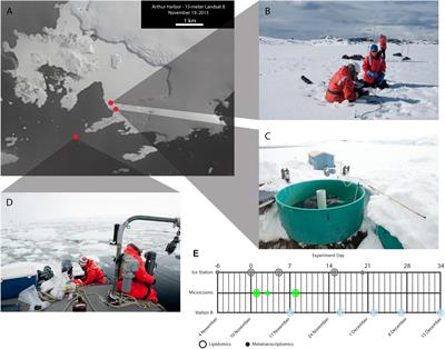 Whole Community Metatranscriptomes and Lipidomes Reveal Diverse Responses Among Antarctic Phytoplankton to Changing Ice Conditions